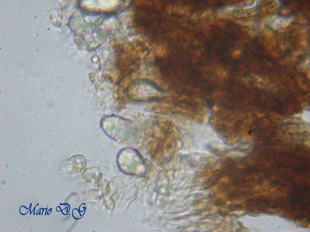 Da determinare (Peniophora limitata)